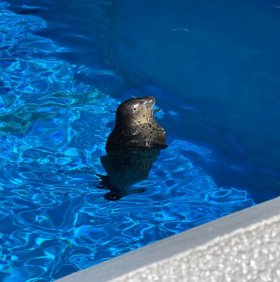 水族館海豹