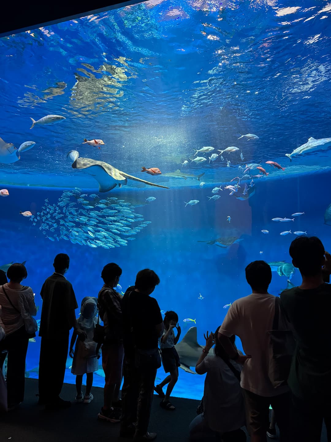 水族館大水族缸