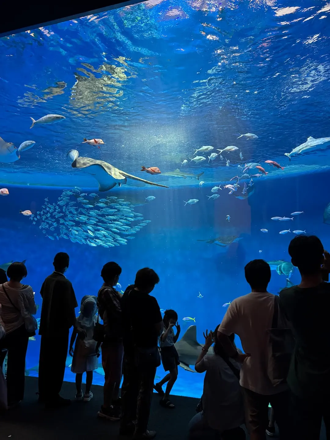 水族館大水族缸