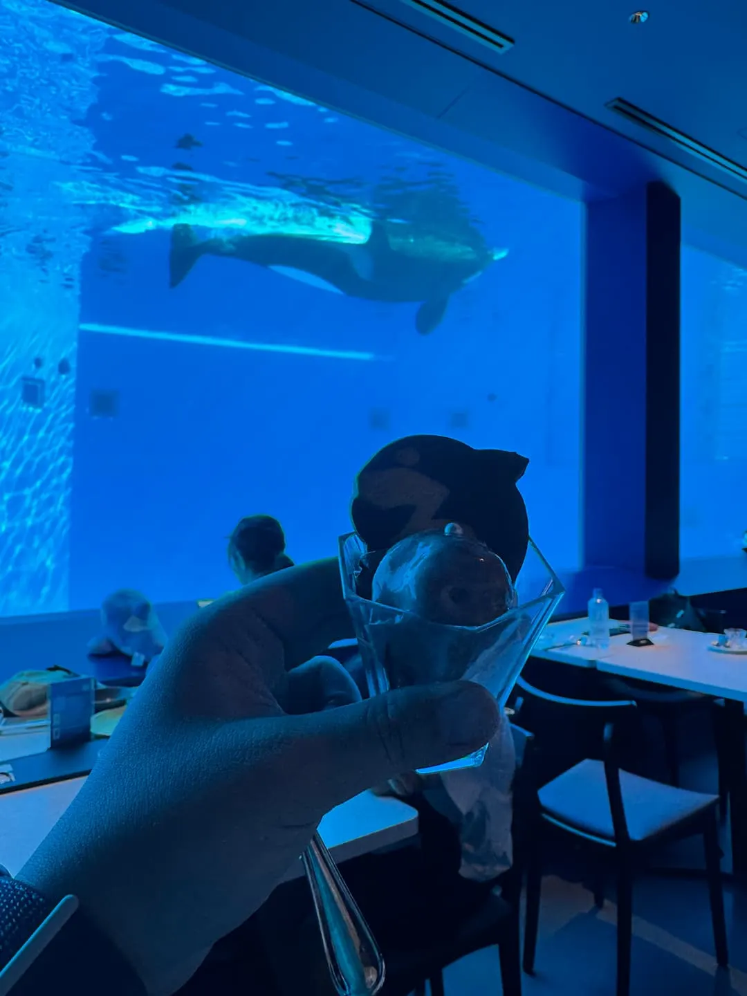 虎鯨與食物